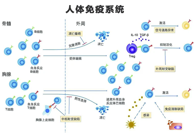 炖好燕窝