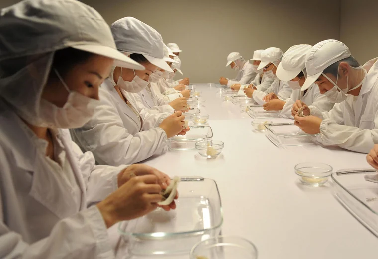 燕窝分拣工艺